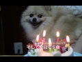 ポメラニアン ジャック 5歳誕生日 pomeranian Jack 5th happy birthday ジャック