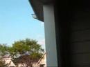 War of The Wasps
