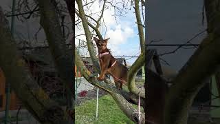Cat on a tree #abyssinian #funnycats
