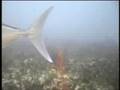 default Underwater Fishing Cameras