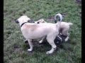 Kangal und Alabai