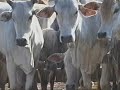 A Carne é Fraca - parte 3/6