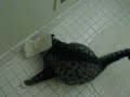 Sticky Cat