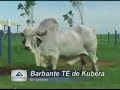 Barbante