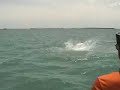 Bull Shark Eats Tarpon