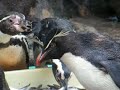 Eating Rockhopper-penguin Eating Rockhopper-penguin