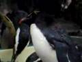 Eating Rockhopper-penguin