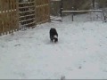 My Border Collie\