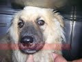 30 DAYS & NIGHTS LIVING IN ANIMAL SHELTER
