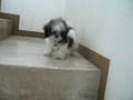 Sabrina tackles the stairs