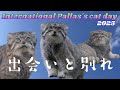 【国際マヌルネコの日★記念動画】出会いと別れ🐾