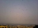 birds birds