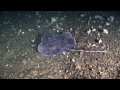 Bottom trawling's barren harvest :: Bottom trawling is laying waste to the ecosystems of the deep sea. This Greenpeace video is narrated by Sigourney... View Video