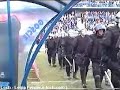 Polish Hooligans Lech Poznan - Legia Warszawa