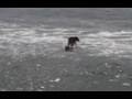SURFING Dog?!