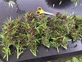 Outdoor Grow 2006