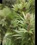 Outdoor Grow 2006