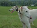 Galgo Lun