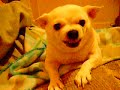 my little attack dog, gotta love her.