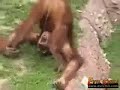 Thirsty Orang Utan (Funny)