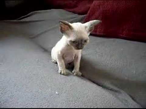 Nobilero Devon Rex Kittens - Harriet