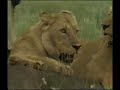 Big Cats attack their prey and feast