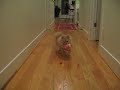 Olivia playing fetch at the beach house.