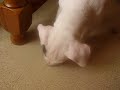 cali qui s\