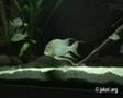 Geophagus altifrons