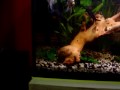 Acuario de 120 litros plantado a la espera del difusor de co2 para montar el equipo casero.... 