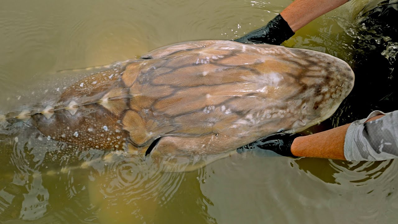 Largest River Monster in North America