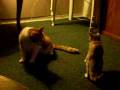 Cats fighting pt.4