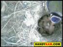 Blue tit camera nest box story 2008 - Clip 10 - Handykam.com