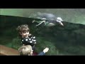 Click here to watch this video Oceanografic Valencia