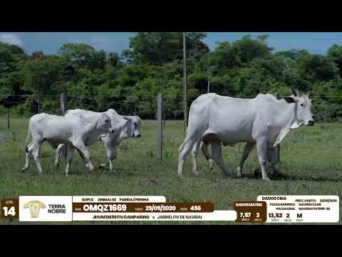 1� De Olho na Fazenda - Terra Nobre