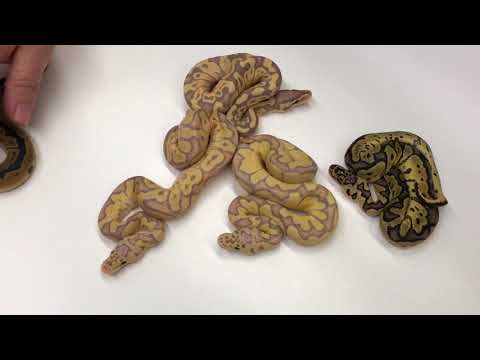 YouTube reptile video
