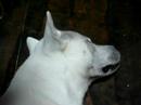 Kishu - Sleeping #2