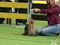 Białystok CACIB 2008 Champion Yorkshire Terrier Psy
