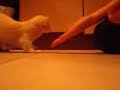 training a ferret to give a paw