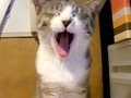 Drowsy-Cat