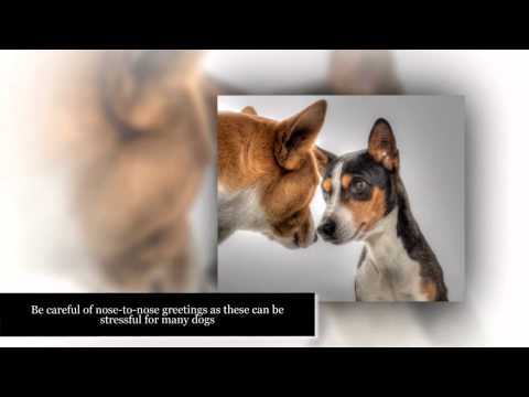 how to properly introduce dogs to each other