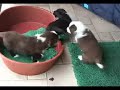 Bearded Collie Welpen - Ritterspiele