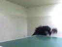 Gorze? - ping - pong Gorze? - ping - pong