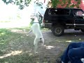 pit bull