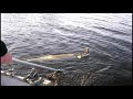 December Muskie