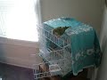 Frank the Parrot
