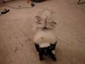 Big mean skunk