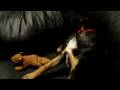 videos de Jericho Squeaker Discovery