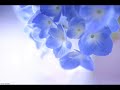 Antonio Vivaldi: Sonata for violin & b.c. in B minor - Op. 5 n. 4 [=16] (RV 35)