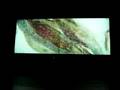 Ryoichi Kurokawa